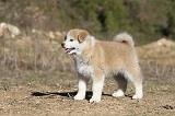 AKITA INU 103